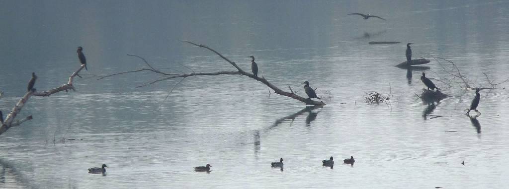 les oiseaux
