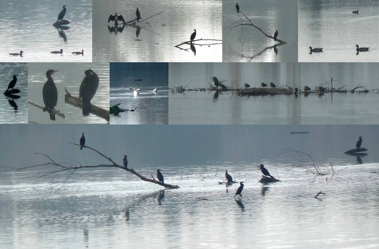 les oiseaux