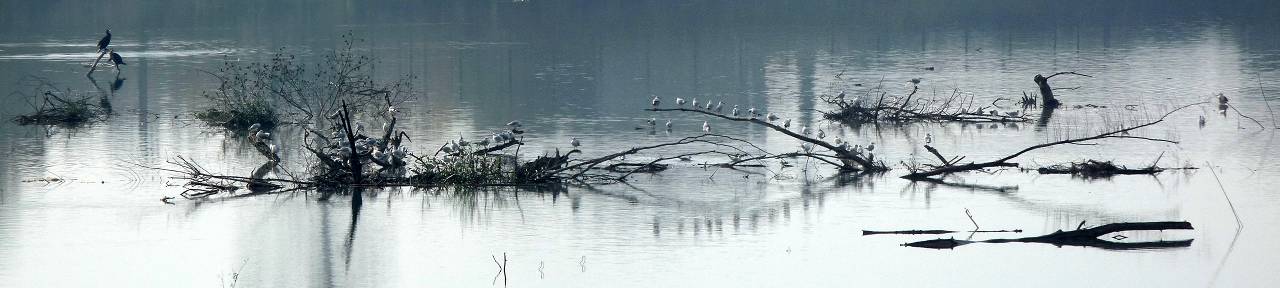 les oiseaux
