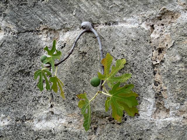 Figues