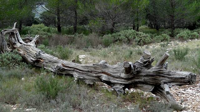 nature morte
