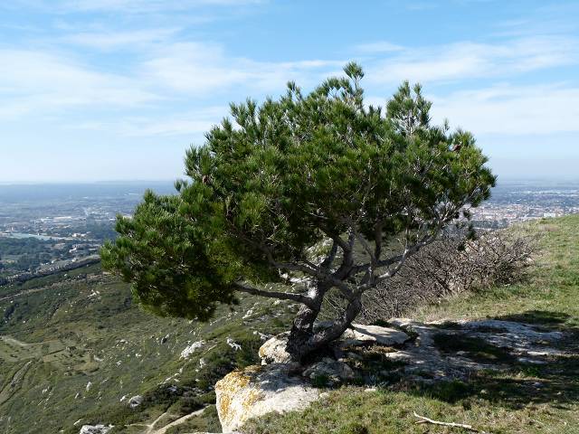 pin