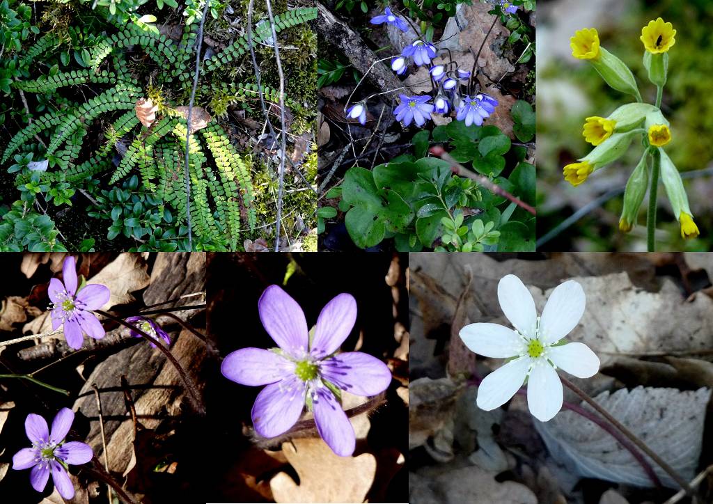 fleurs