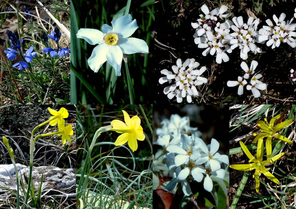 fleurs