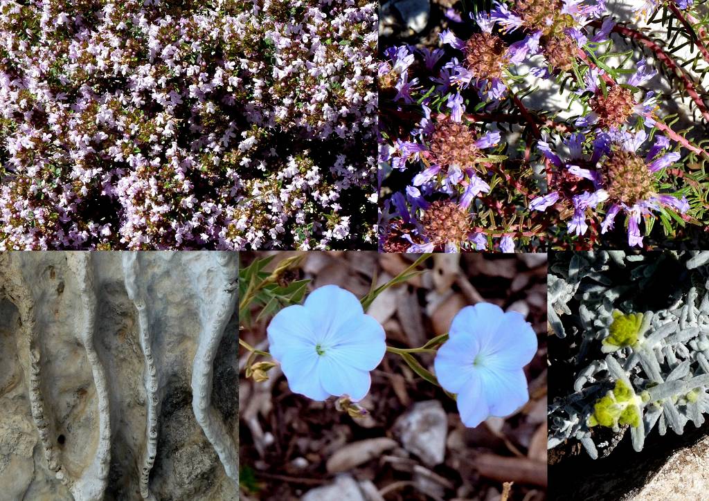 fleurs