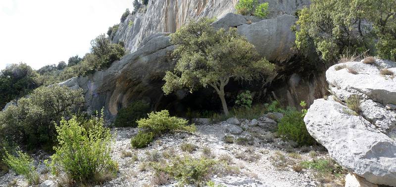 Baume des abeilles