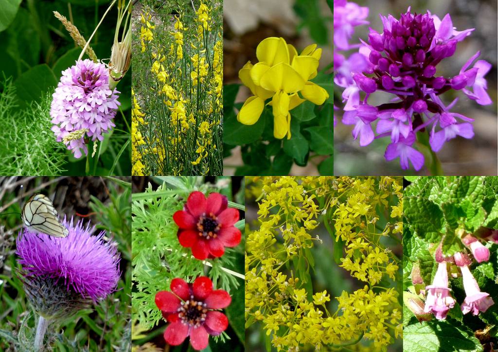 fleurs
