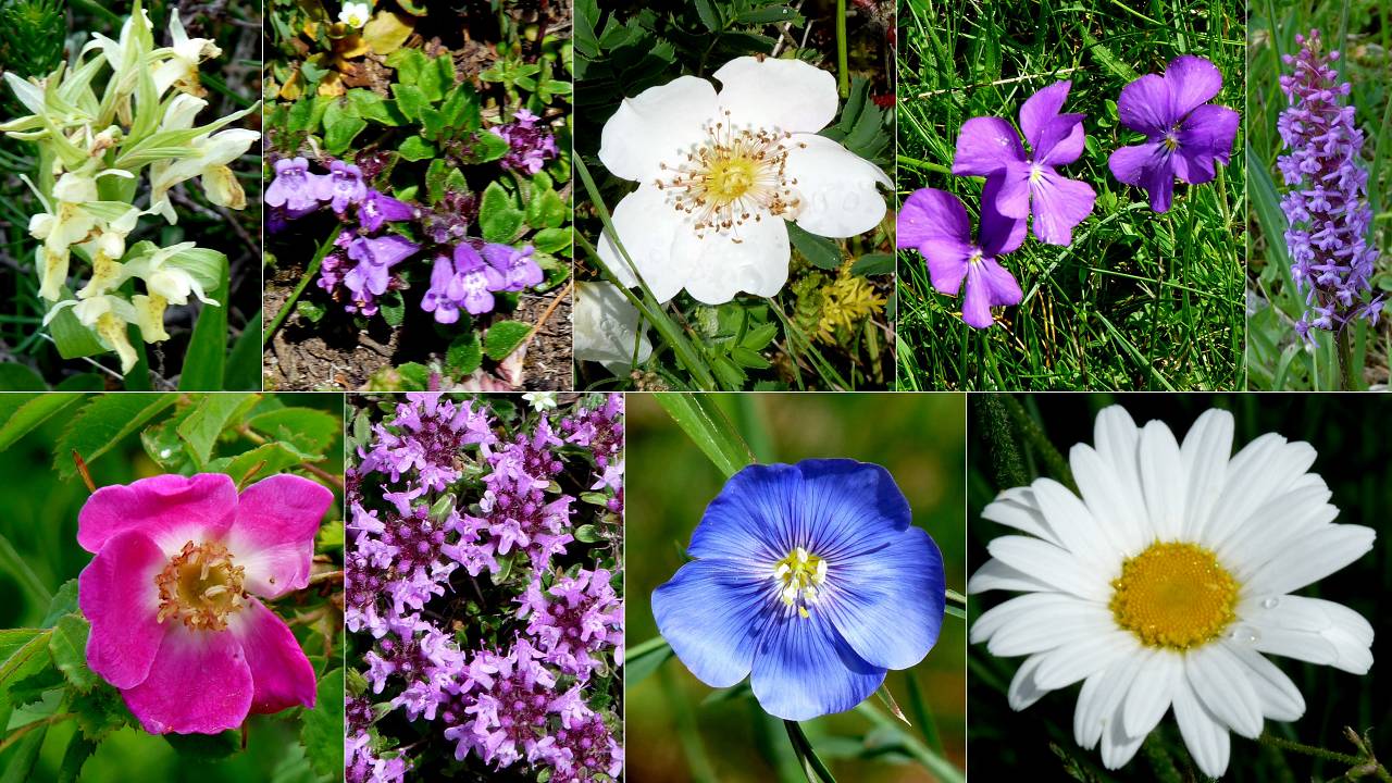fleurs