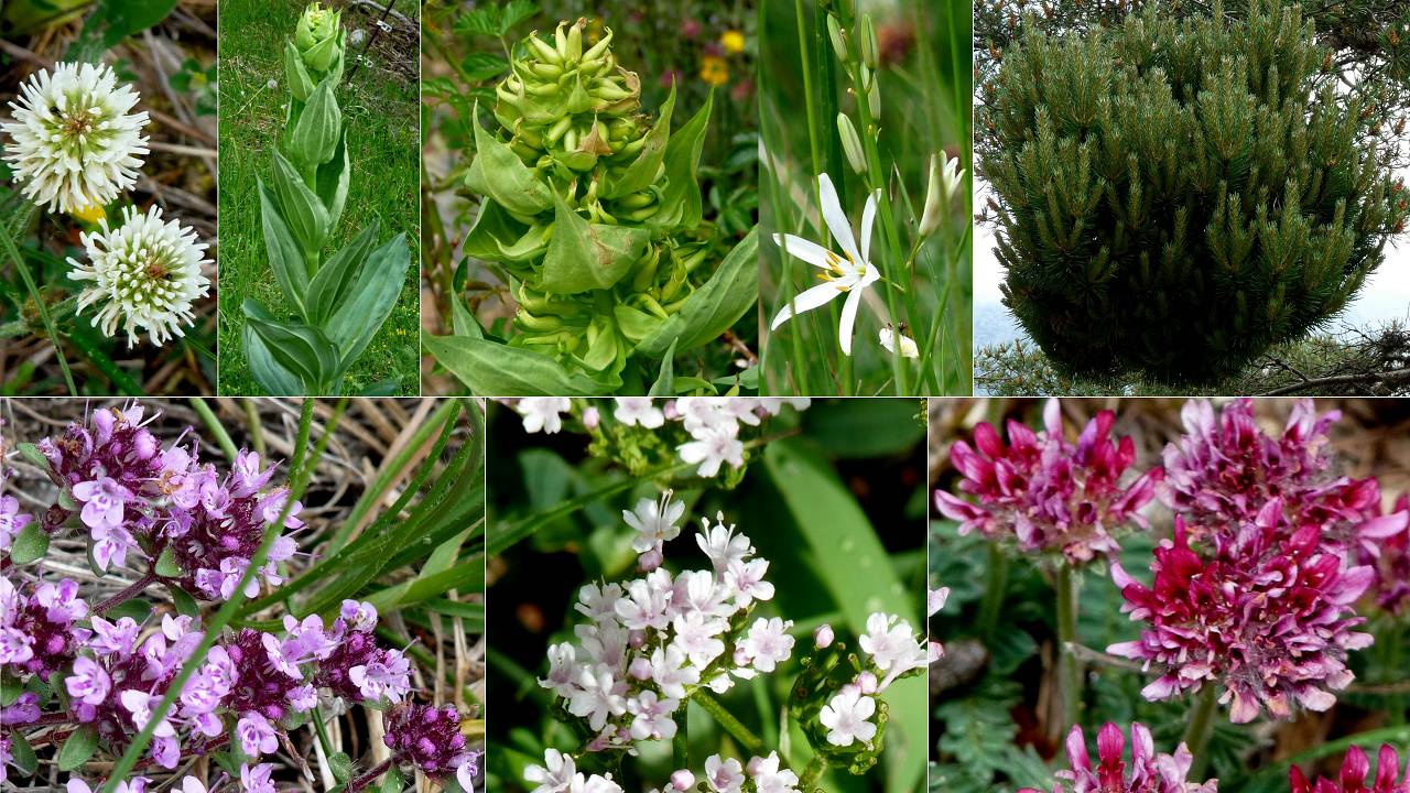 fleurs