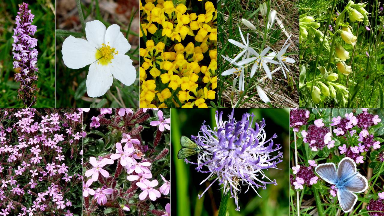 fleurs