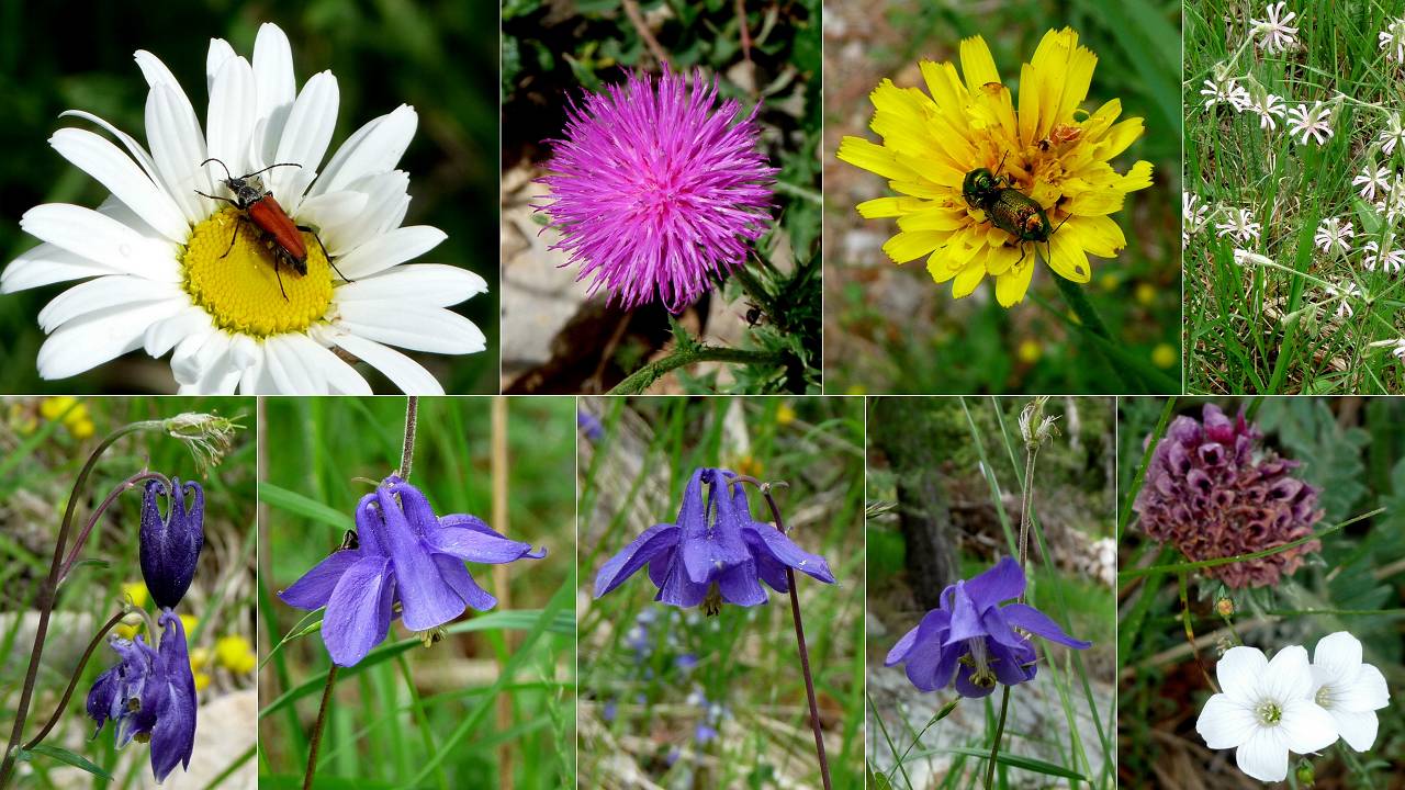 fleurs
