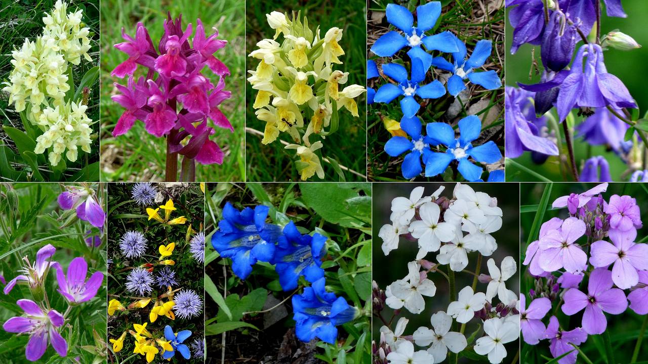 fleurs
