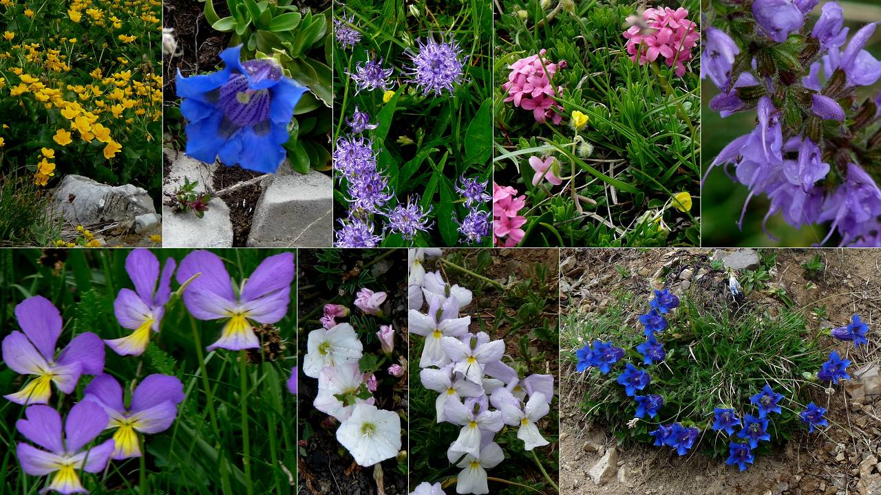 fleurs
