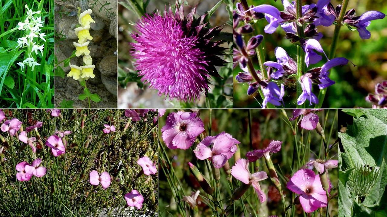 fleurs