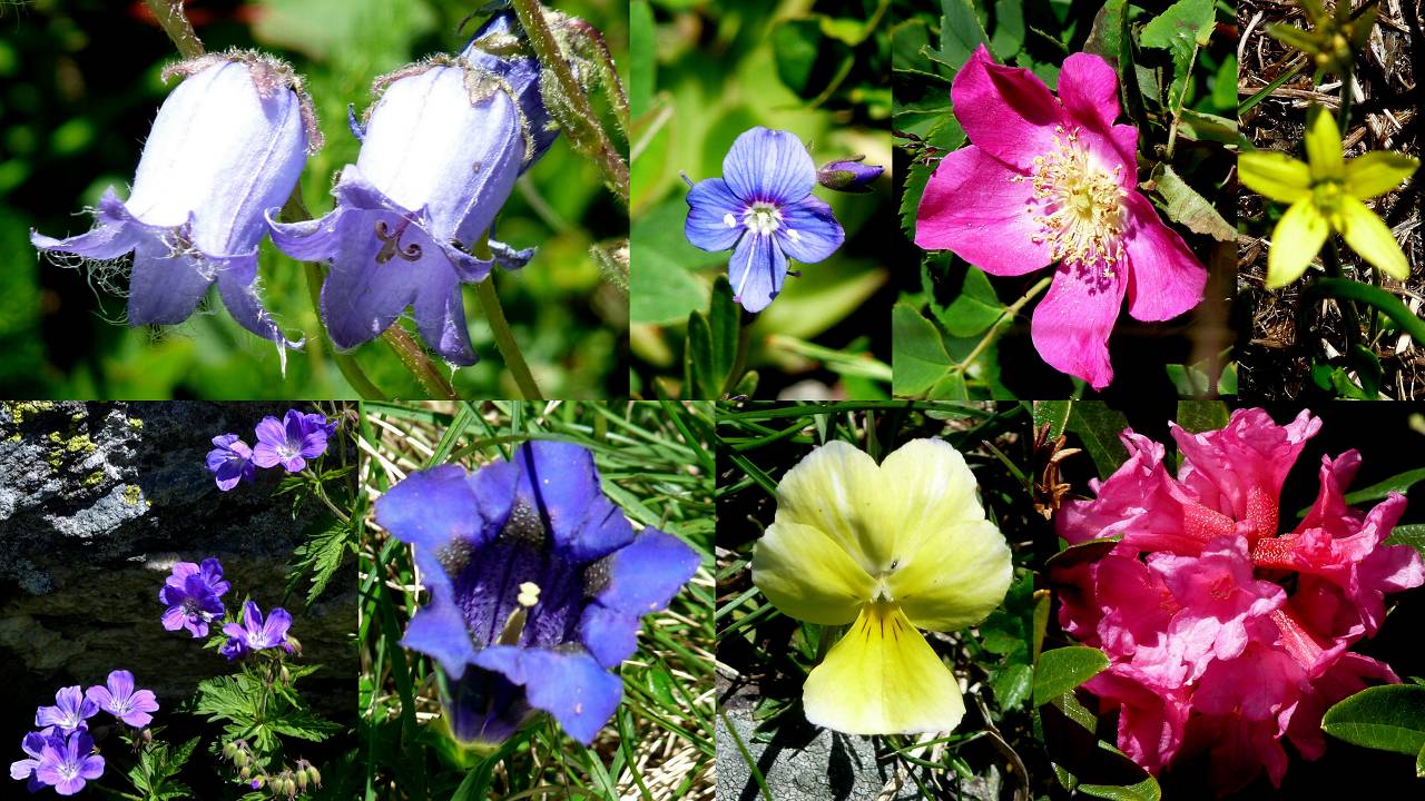 fleurs