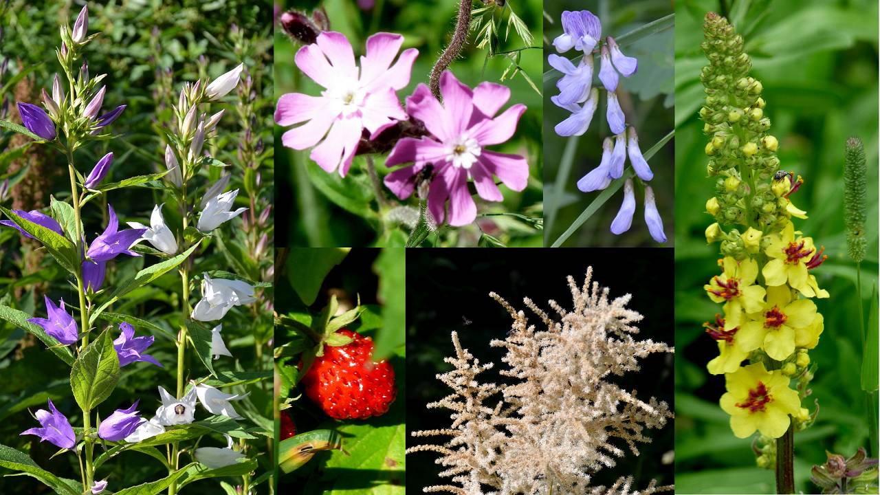 fleurs