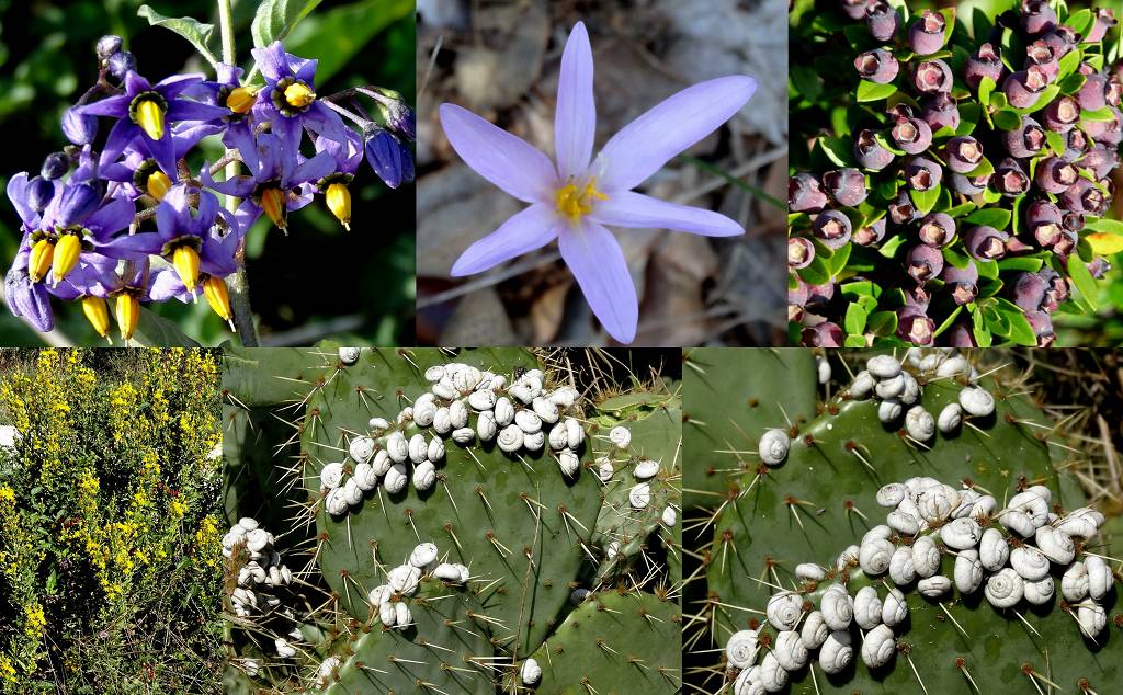 fleurs