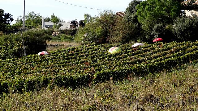 Vendanges