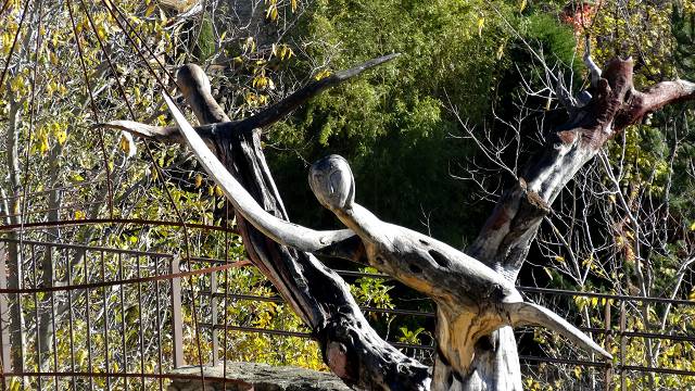 arbre scult
