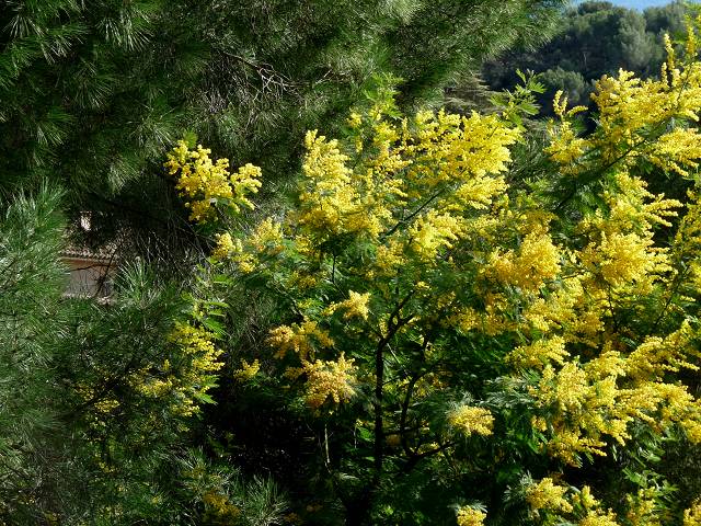 Mimosa