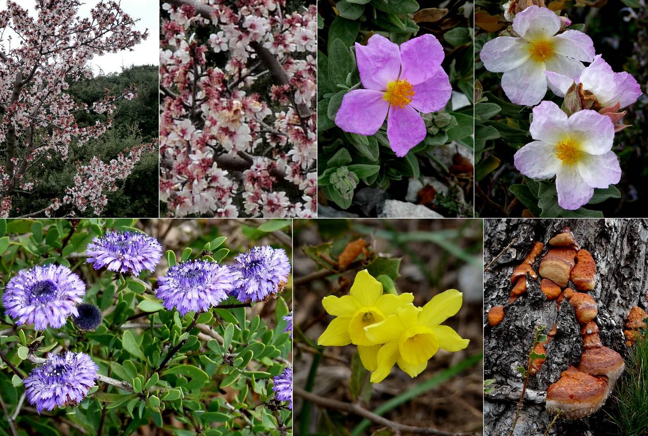 fleurs