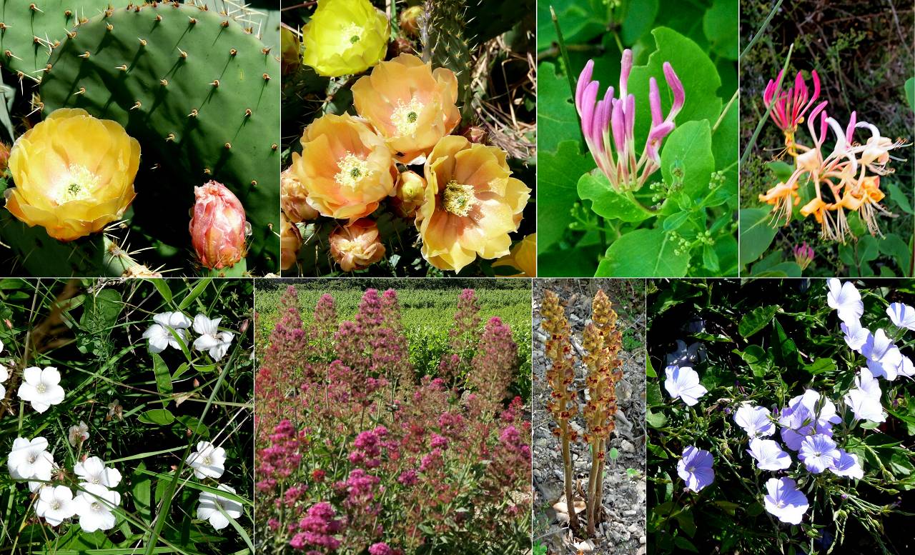 fleurs
