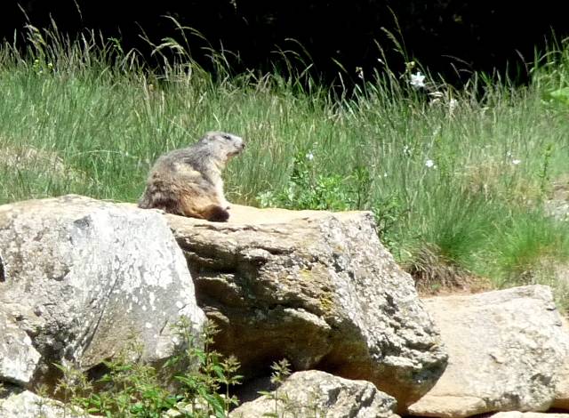 Marmotte