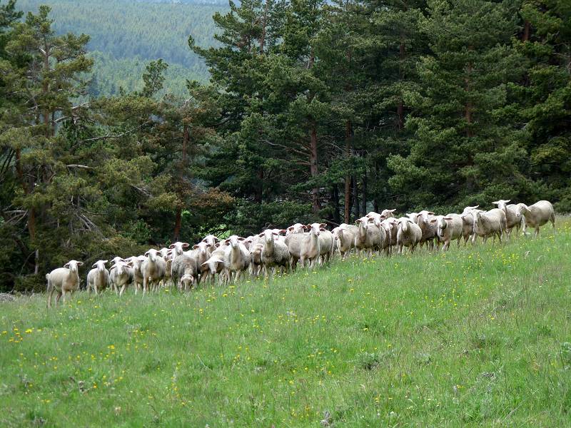 mouton