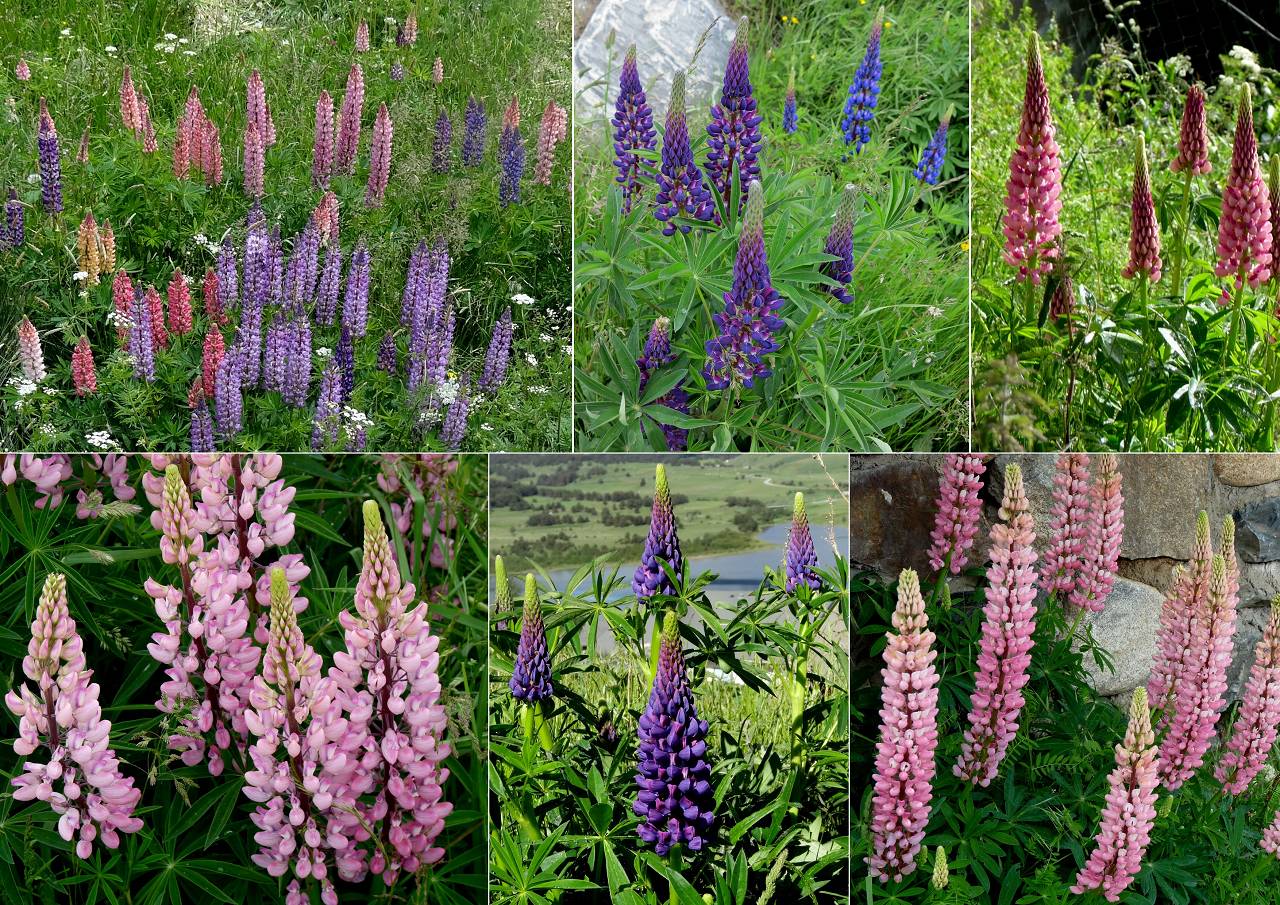 Lupins