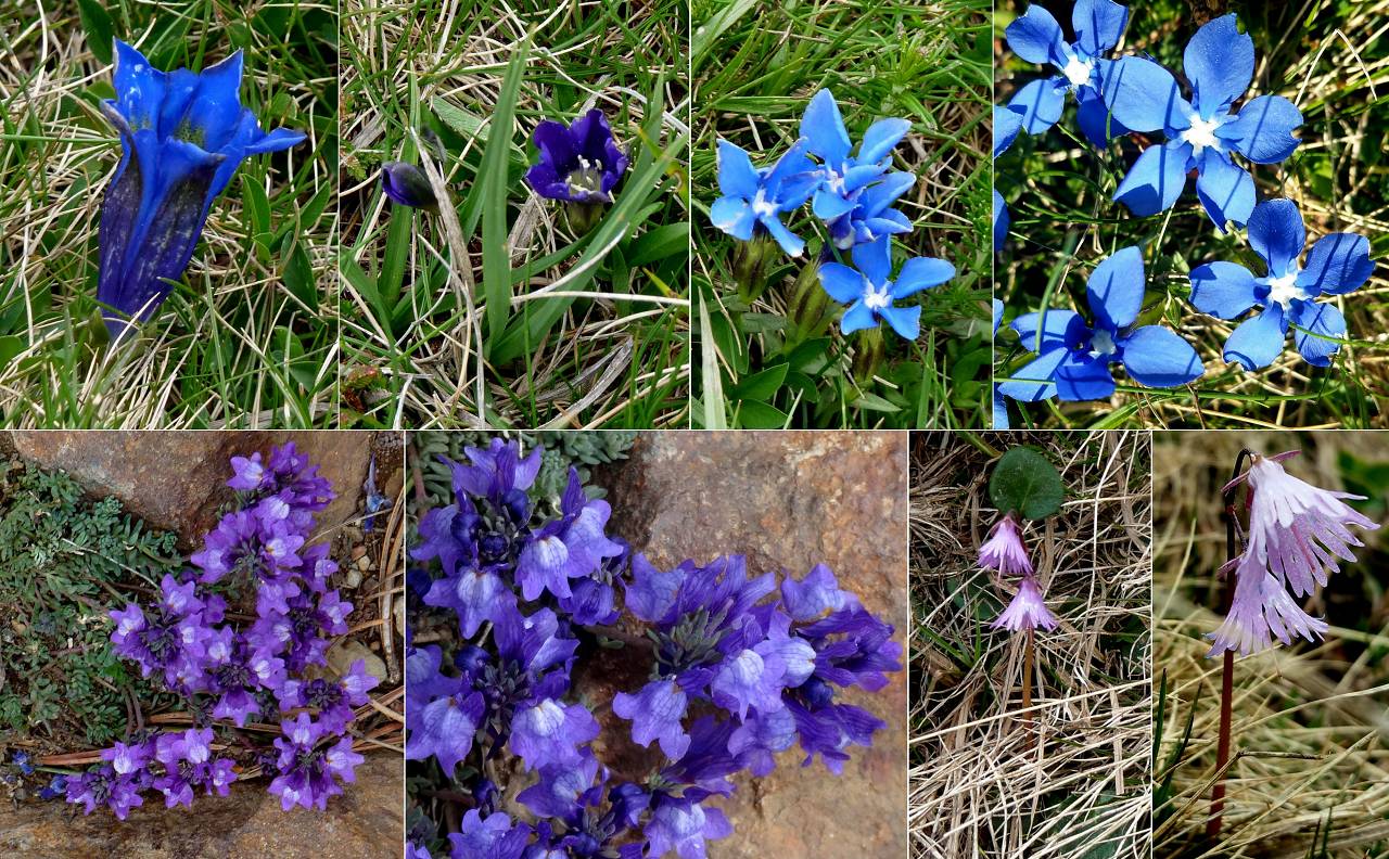fleurs