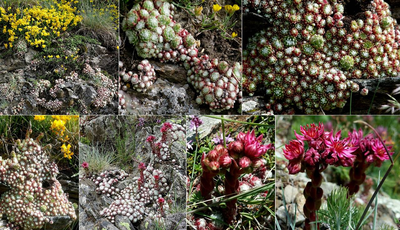 fleurs