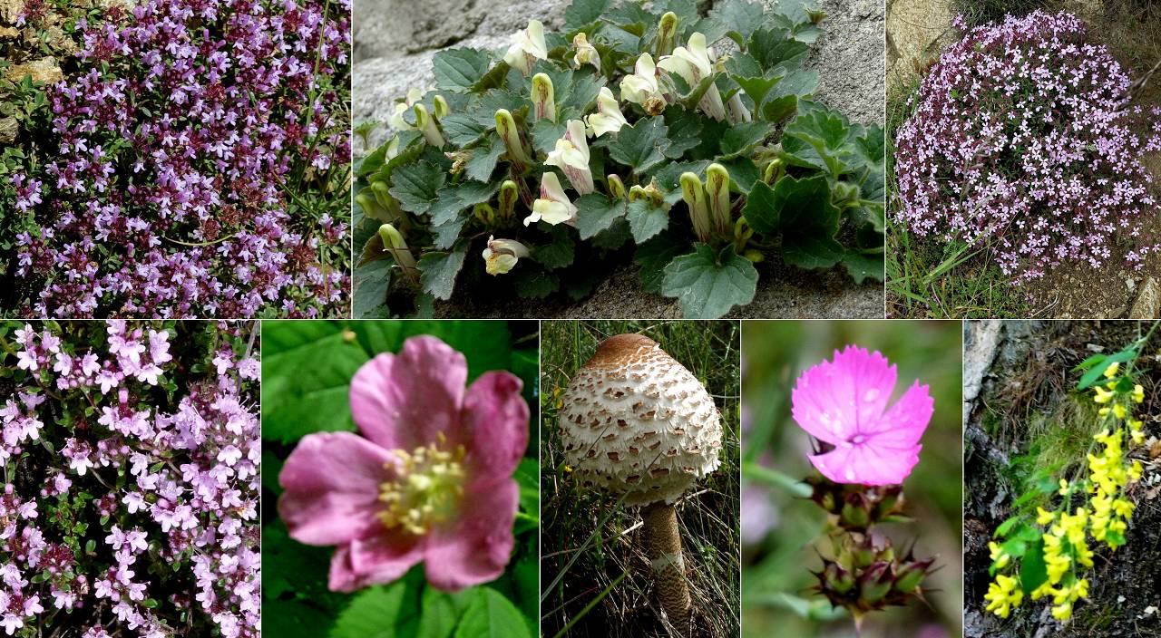 Fleurs
