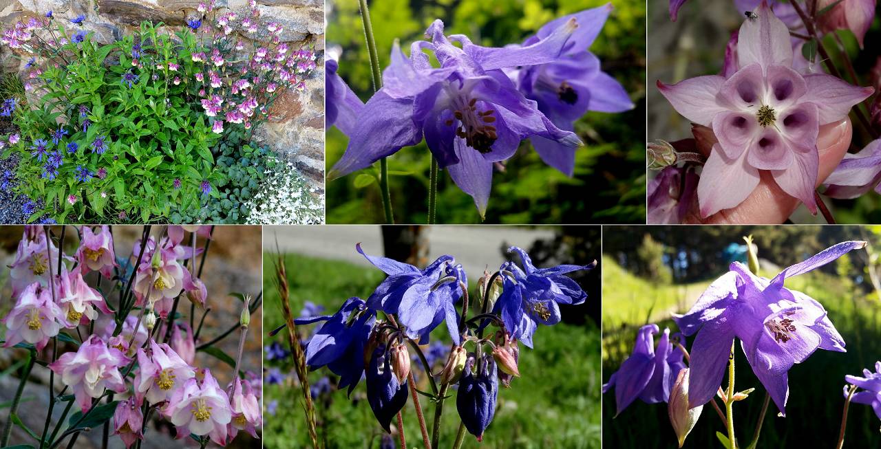 Fleurs
