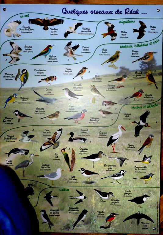 oiseaux