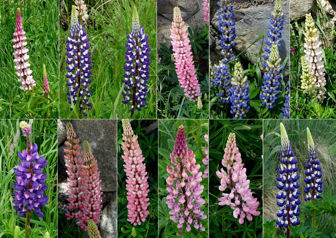 Lupins