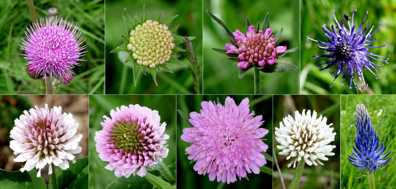 Fleurs