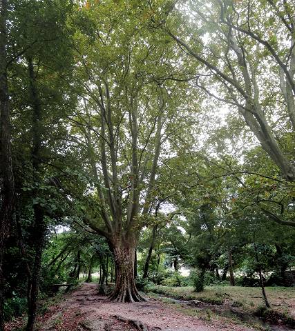 platane