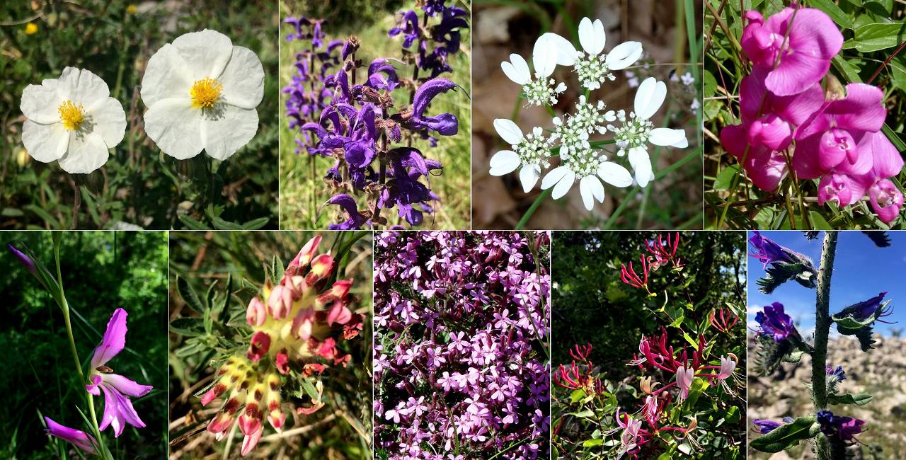 fleurs