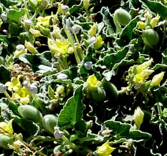 Cocombre d'âne