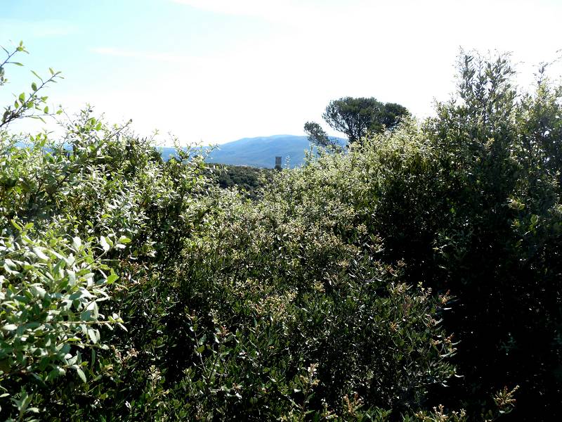 vue