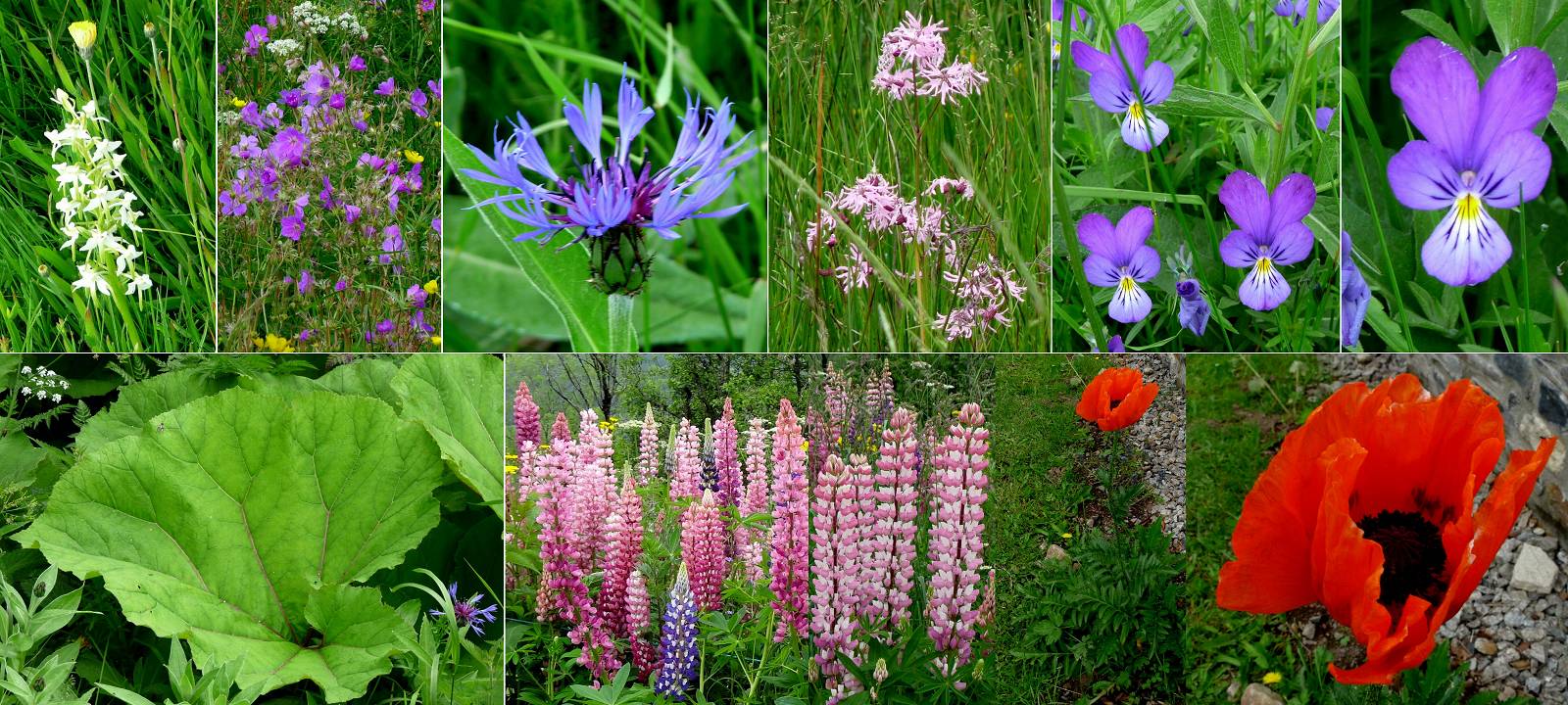 Fleurs