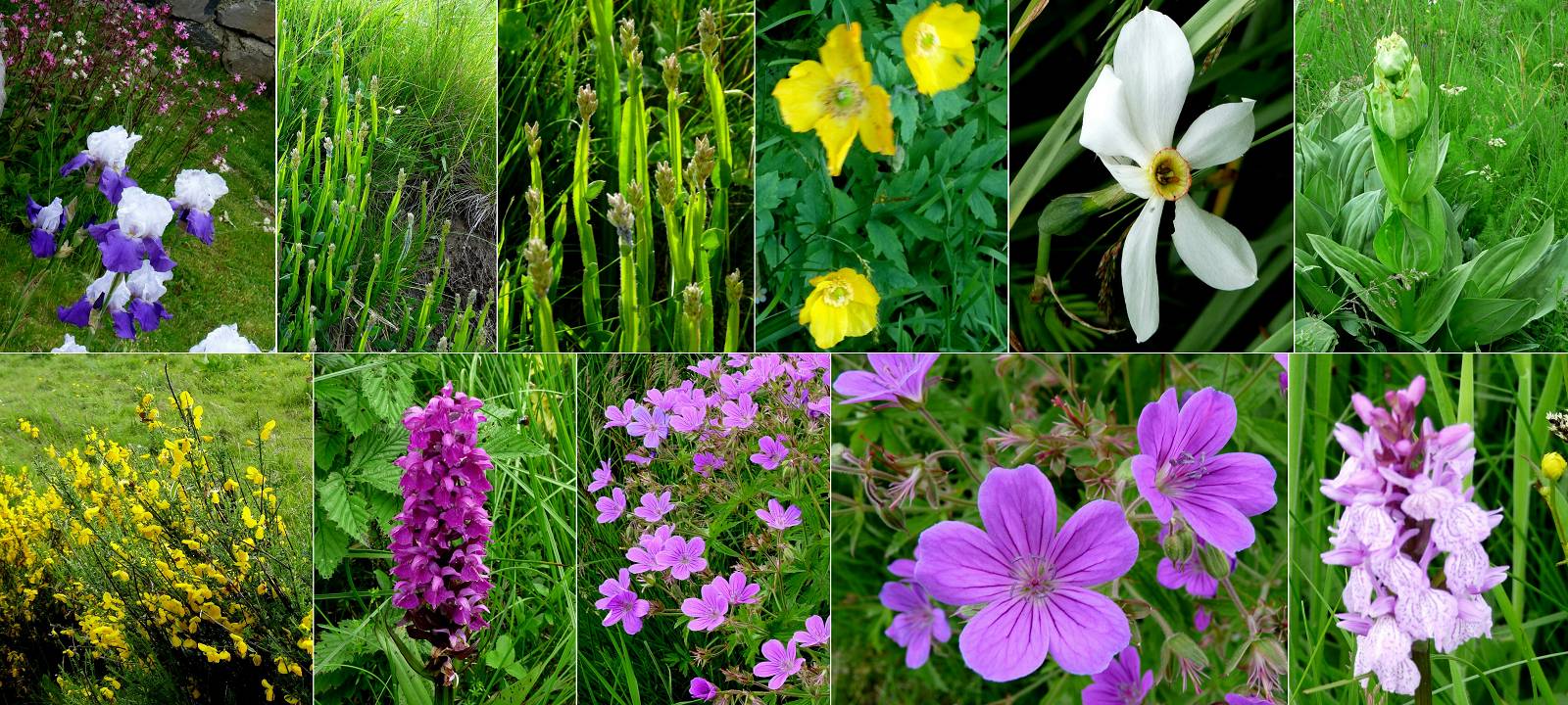 Fleurs