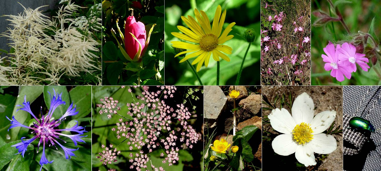 Fleurs
