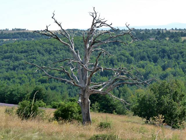Ballegros