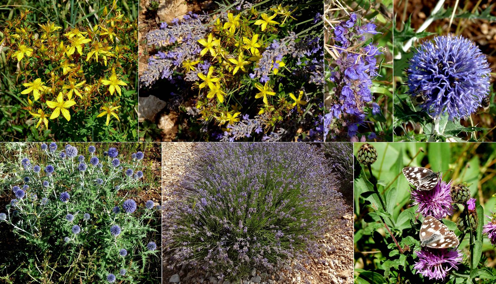 fleurs