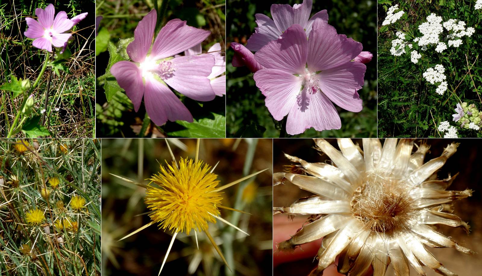 fleurs