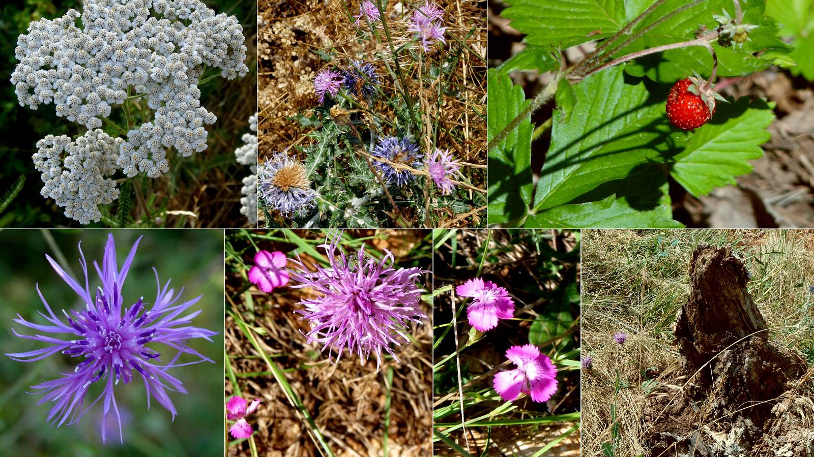 fleurs