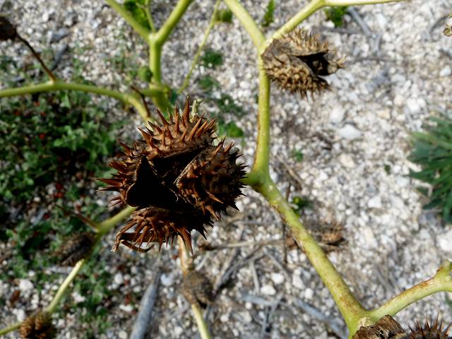 Datura