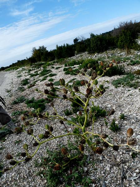 Pyrus spinosa