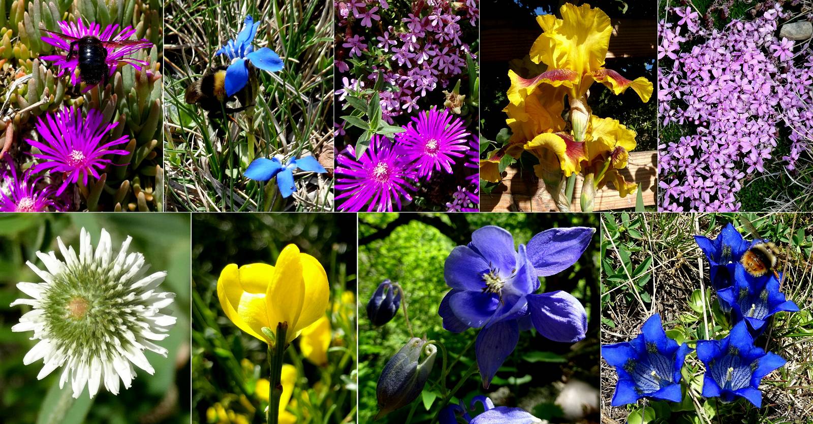 fleurs